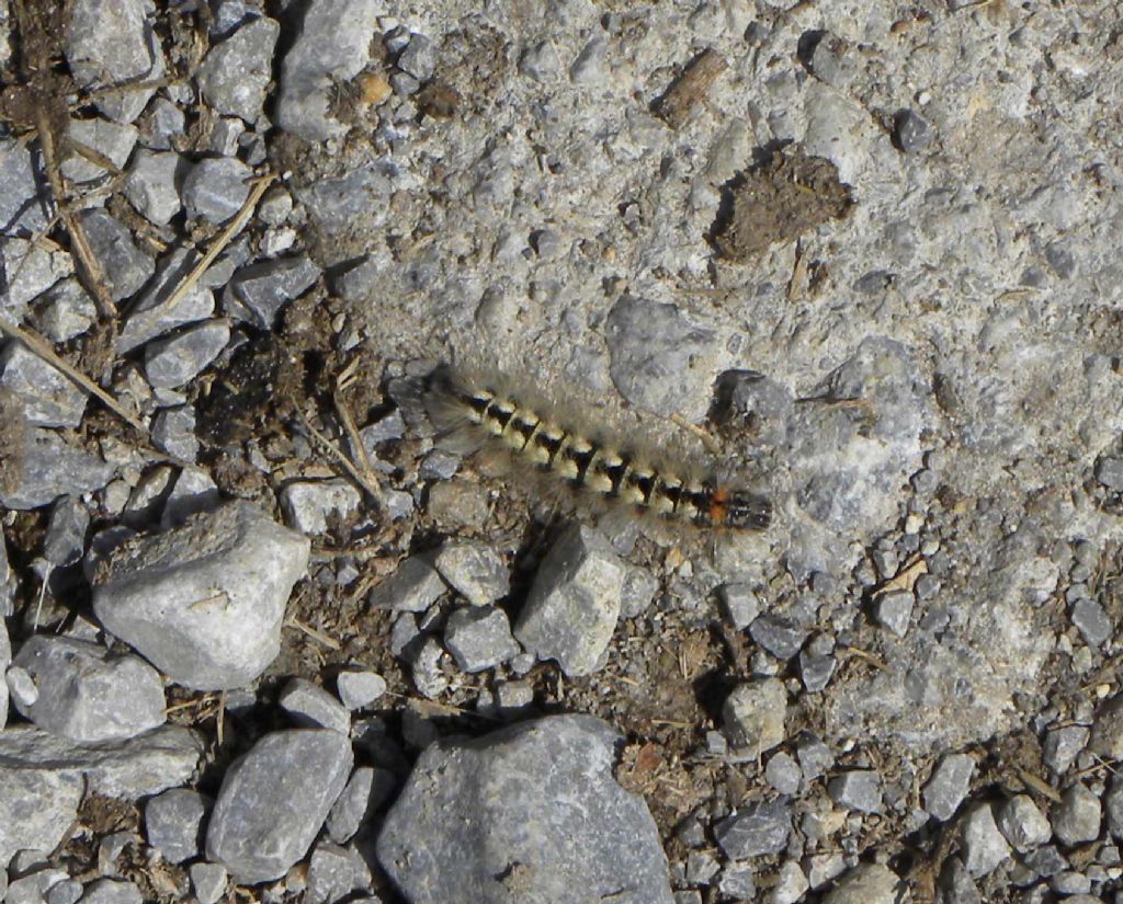 Brucodi... Acronicta euphorbiae (Noctuidae) da confermare